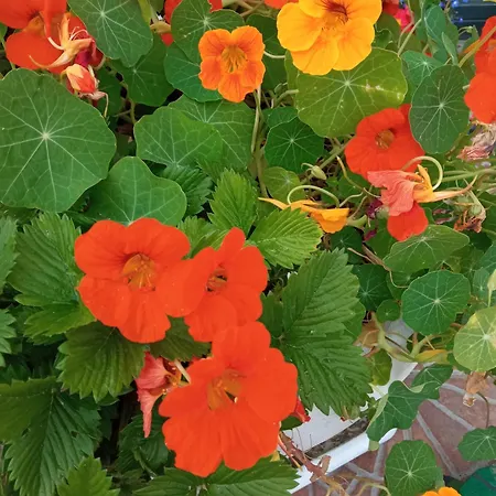 Domenico Cesarelli 3* Arena