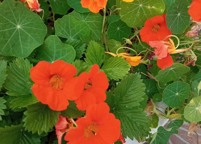 Domenico Cesarelli 3* Arena